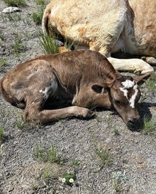 BULL 523